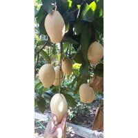 Cây giống Xoài Keo Campuchia ( Giống chuẩn Cây Trồng) (phuongboutique47)