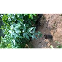 Cây giống Xoài Keo Campuchia ( Giống chuẩn F1, cho trái siêu sớm, cây cao đẹp như hình)