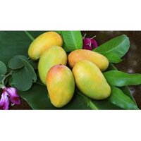 Cây giống Xoài Keo Campuchia ( Chuẩn giống F1,cây ghép cho trái siêu sớm)