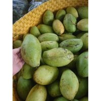 Cấy giống Xoài Keo CamPuchia.  (Cây xanh BMT, 0354736301, freeship Extra+)