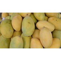 Cấy giống Xoài Keo CamPuchia. ( Giống chuẩn, Giống ghép đầu dòng, cho trái sớm).