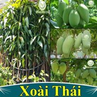 Cây giống xoài Thái siêu sớm, cho quả sau 1 năm trồng, cây giống khỏe, phù hợp khí hậu nhiều vùng - Xoài Thái Hạt Lép