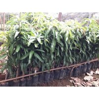Cây giống Xoài ÚC[ Hạt nhỏ. Độ Ngọt (Brix 12-14%) ]ĐÃ như hình. [ CÂY KHỎE CHO TRÁI SỚM ] (frEEship Xtra Plus+)
