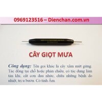 Cây Giọt Mưa (Xâm mứt gừng)