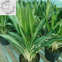 Cây giữ tiền- Trang trí sân vườn- Decor-Phong thuỷ-Cây hoa kiểng Đồng Tháp