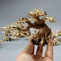 Cây gỗ lũa bonsai cho bể thuỷ sinh mini. Kích thước Cao 10x15 cm