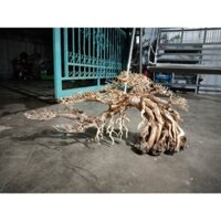 Cây gỗ Lũa Bonsai cho hồ cá, hồ thủy sinh kích thước lớn [ cho hồ cá 1m2 trở lên ]