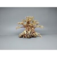 Cây gỗ lũa bonsai dáng bạt phong [Cây có hình dáng kiểu bay, gió lùa, nghiêng]
