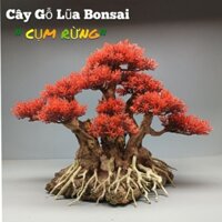 Cây gỗ lũa Bonsai dành cho bể cá cảnh, bể thủy sinh. Mẫu Cụm rừng cho bể cá 50-90 cm