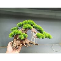 Cây Gỗ Lũa Bonsai Mẫu Tử. Tán Tùng bằng nhựa, thân bằng gỗ lũa