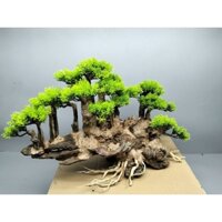 Cây gỗ lũa cho bể cá cảnh, bể thủy sinh.Dạng bố cục Vách Núi. Tán Tùng Xanh