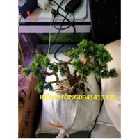 Cây gỗ lũa thủy sinh  cho bể cá cảnh, gỗ lúa cao cấp (Mẫu 3)