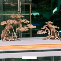 Cây gỗ lũa thủy sinh dùng cho bể cá cảnh, cây gỗ lũa cao cấp (Mẫu 13)