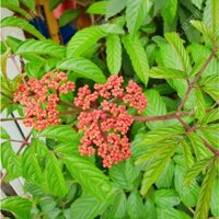 Cây Gối Hạc - Tác dụng hỗ trợ đau nhức xương khớp, phong tê thấp, rong kinh, đau bụng, kích thích ăn uống và giảm đau cho phụ nữ vừa sinh đẻ JINDO