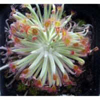 cây gọng vó ordensis , drosera ordensis