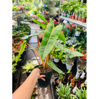 Cây Hạc Cam thân đứng cao 35cm