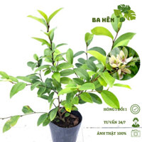 Cây Hàm Tiếu - Cây Dạ Hợp Hương - Cây Dạ Lan Tiêu - Cây Hoa Thơm Trồng Sân Vườn - Trang trí Vườn