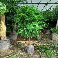 Cây Hạnh Phúc 1 thân ( cao 1m đến 1.2m) hàng đẹp