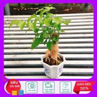 Cây Hạnh Phúc Bonsai - Cây Cảnh Trang Trí - HKNG