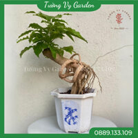 Cây Hạnh Phúc Bonsai Mini Cây Để Bàn, Cây Văn Phòng Dễ Chăm Sóc, Quà Tặng Khai Trương, Sinh Nhật - Tường Vy Garden