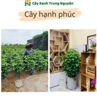 Cây hạnh phúc bụi và 2 tầng xanh mướt cây nội thất đẹp