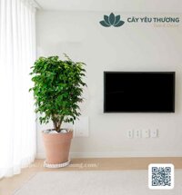 Cây hạnh phúc Chậu đất nung trồng cây loại lớn