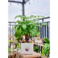 Cây Hạnh Phúc để bàn. bonsai.