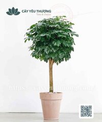 Cây hạnh phúc gốc lớn Chậu đất nung trồng cây loại lớn