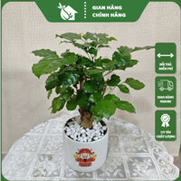 Cây hạnh phúc thân gỗ cực khỏe,lá xanh mướt ,phong thủy để bàn 30-35cm VườnDecor