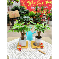 Cây hanh phúc thân gỗ để bàn cực xinh. cây nội thất văn phòng cao 30cm XoàiGarden