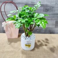 Cây hanh phúc thân gỗ để bàn cực xinh. cây nội thất văn phòng cao 30cm #( Đã bật hoả tốc )