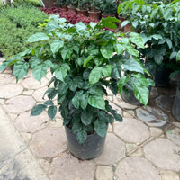 Cây hạnh phúc trồng sẵn ổn định chiều cao 60-65cm tán tròn lá xum xuê thích hợp trang trí nội thất