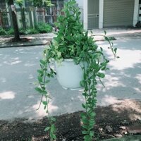 Cây hạt dưa treo