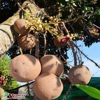 CÂY hioa SALA ấn độ, cây hoa vô ưu ( CÂY NGỌC KỲ LÂN , CÂY ĐẦU LÂN )