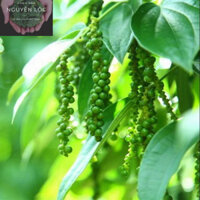 Cây hồ tiêu đang trái dùng làm gia vị, thảo mộc- Hoa kiểng Nguyễn Lộc- Cây giống chất lượng cao