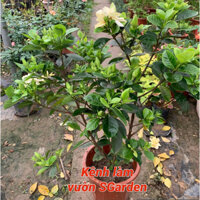 Cây hoa bạch thiên hương cây cao 70-80 tán xum xuê nhiều hoa và nụ