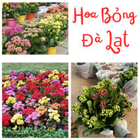 Cây hoa BỔNG ĐÀ LẠT (Sống đời kép), cốc nhiều thân hoa nở nhiều màu rực rỡ