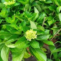 Cây Hoa Cẩm Tú Cầu