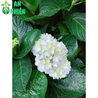 Cây Hoa Cẩm Tú Cầu