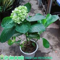 Cây Hoa Cẩm Tú Cầu