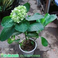 Cây Hoa Cẩm Tú Cầu