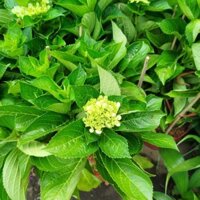 Cây Hoa Cẩm Tú Cầu