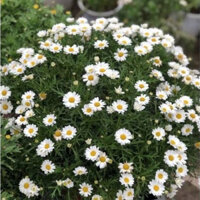 Cây Hoa Cúc Hoạ Mi Thân Gỗ, Cúc Trường Thọ, Cúc Vạn Niên Kèm Hướng Dẫn Cách Chăm Sóc - Jun Garden