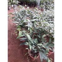 CÂY HOA DẠ NGỌC MINH CHÂU [CÂY PHONG THỦY (TẾT) - CHẬU TO KHỔNG LỒ NHƯ HÌNH ] (Hoàn Xu xtra + ...)