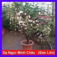 Cây hoa dạ ngọc minh châu (Size lớn 2 năm tuổi cao 60-100cm) chậu cây cảnh phong thủy trong nhà