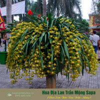Cây Hoa Địa Lan Trần Mộng Sapa