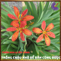 Cây hoa diên vỹ hoa lan rẻ quạt dược liệu quý trị ho hoa quanh năm⌛ Siêu Thị 5000 Loài Hoa Đẹp