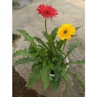 Cây Hoa Đồng Tiền để bàn cây đẹp (vườn ươm quỳnh anh)