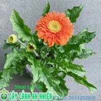 Cây Hoa Đồng Tiền (đỏ, cam, vàng) Size Lớn