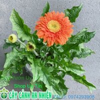 Cây Hoa Đồng Tiền (đỏ, cam, vàng) Size Lớn